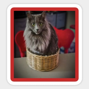 Grey green eyed cat in a basket Sticker